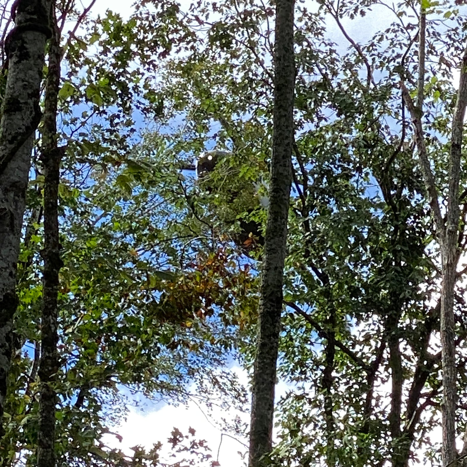 Day 4 - September 30, 2024 Hurricane Helene - Cattail Creek