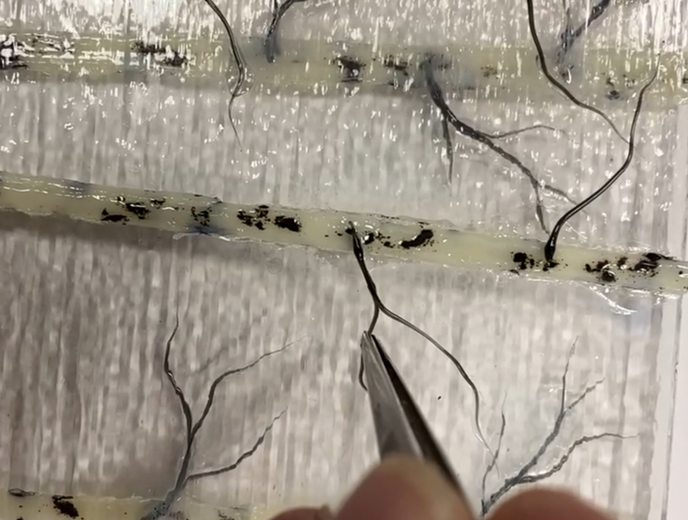 Three Video Series on My Patreon site