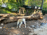 Day 7 - October 3, 2024 Hurricane Helene - Cattail Creek