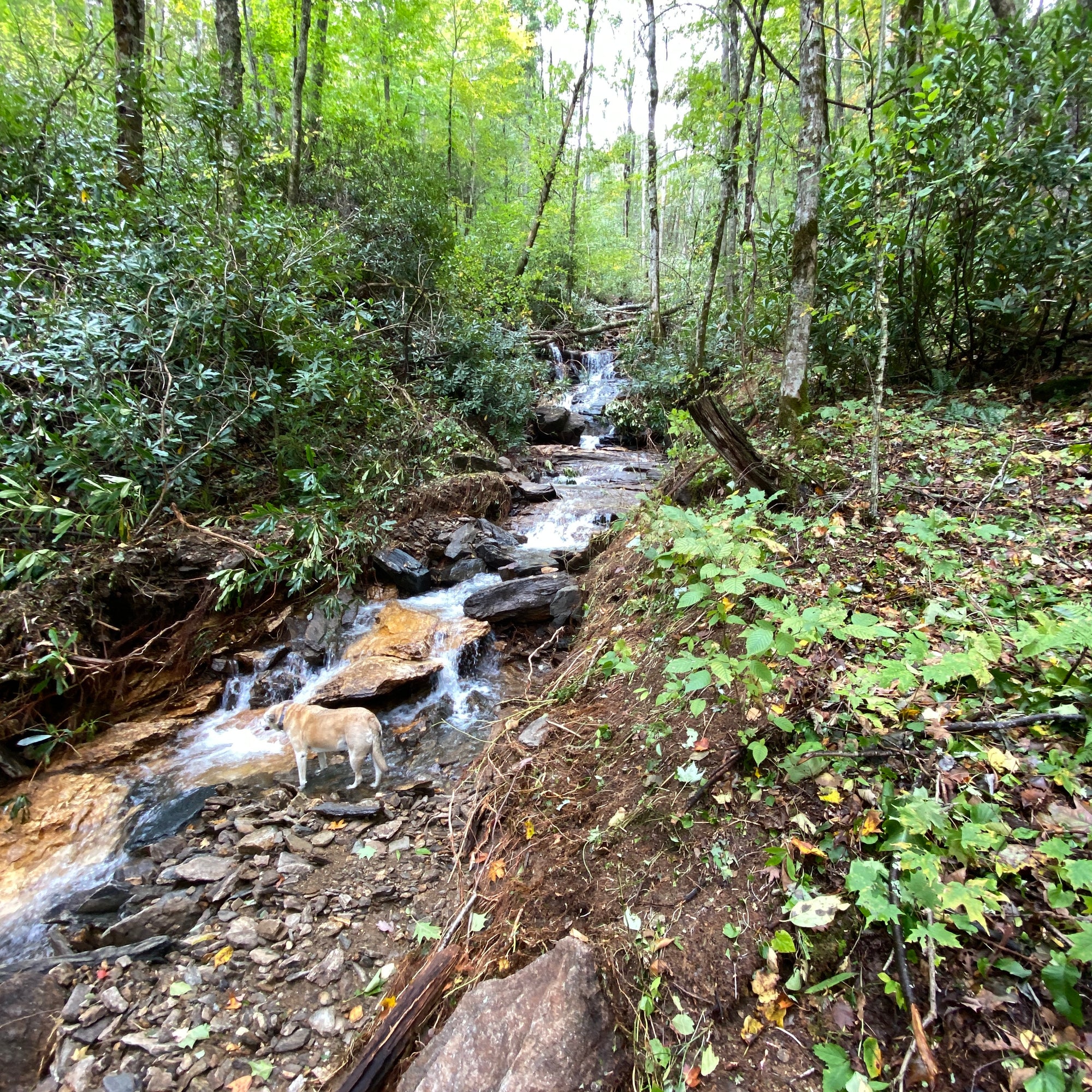 
          Day 3 - September 29, 2024 Hurricane Helene - Cattail Creek
        