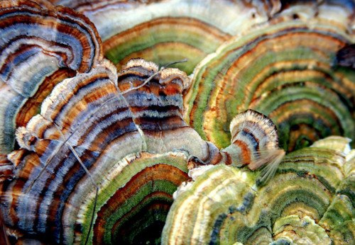 Luscious Pate de Verre - 3-day Class