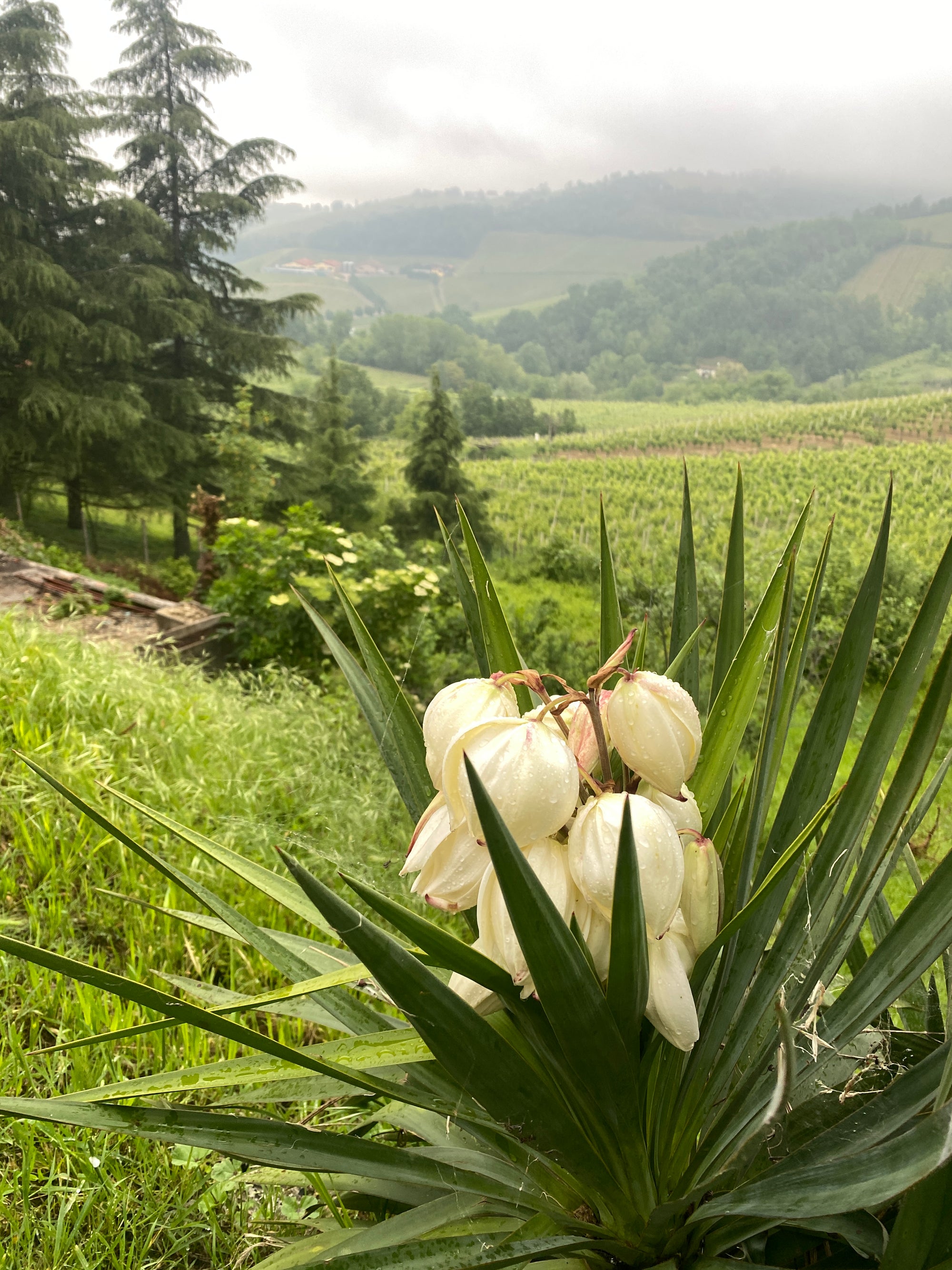 Miriam Di Fiore Master Class in Italy