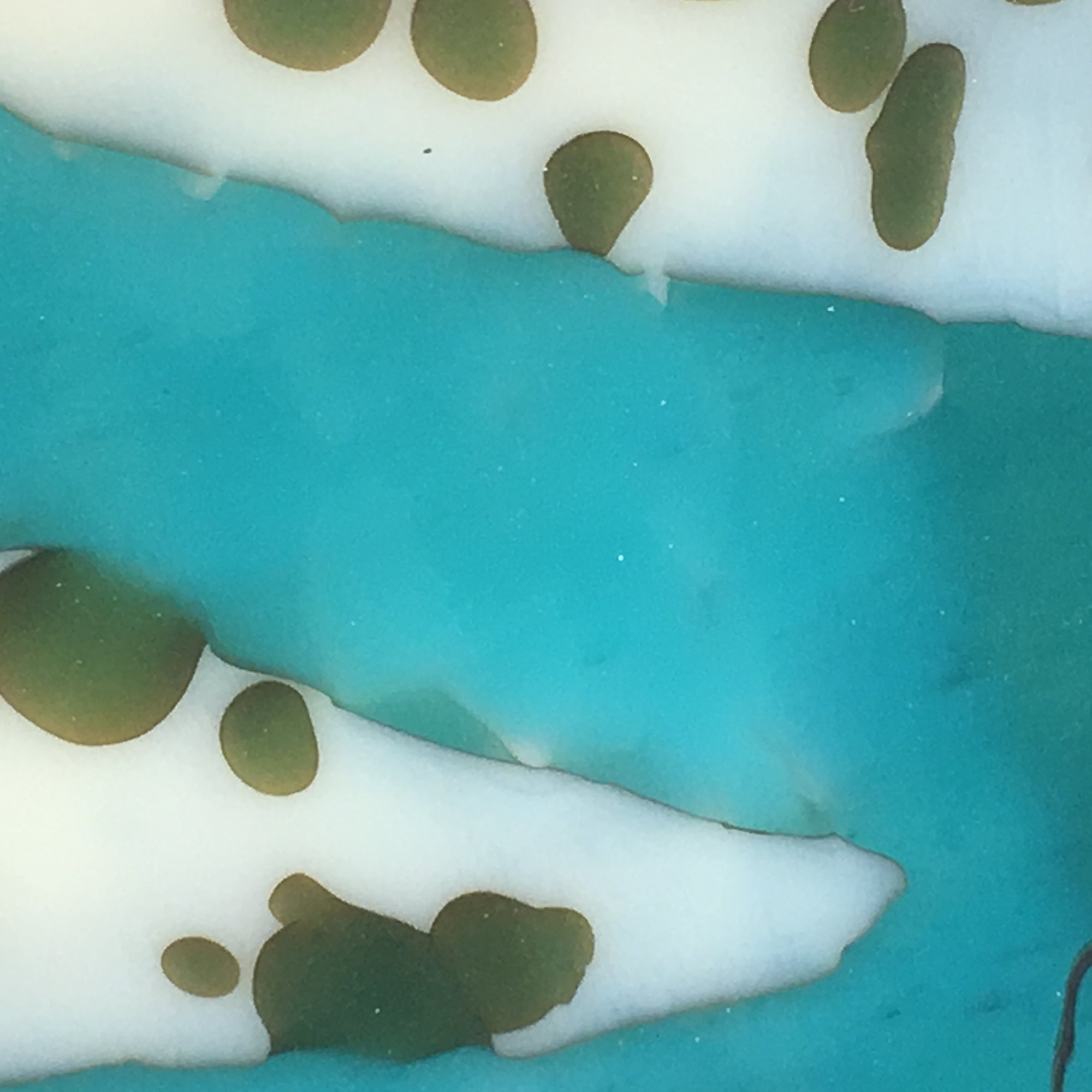 Ocean Kelp Deep Vessel